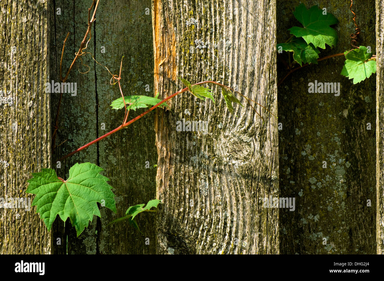 Ivy climbing up fence hi-res stock photography and images - Alamy
