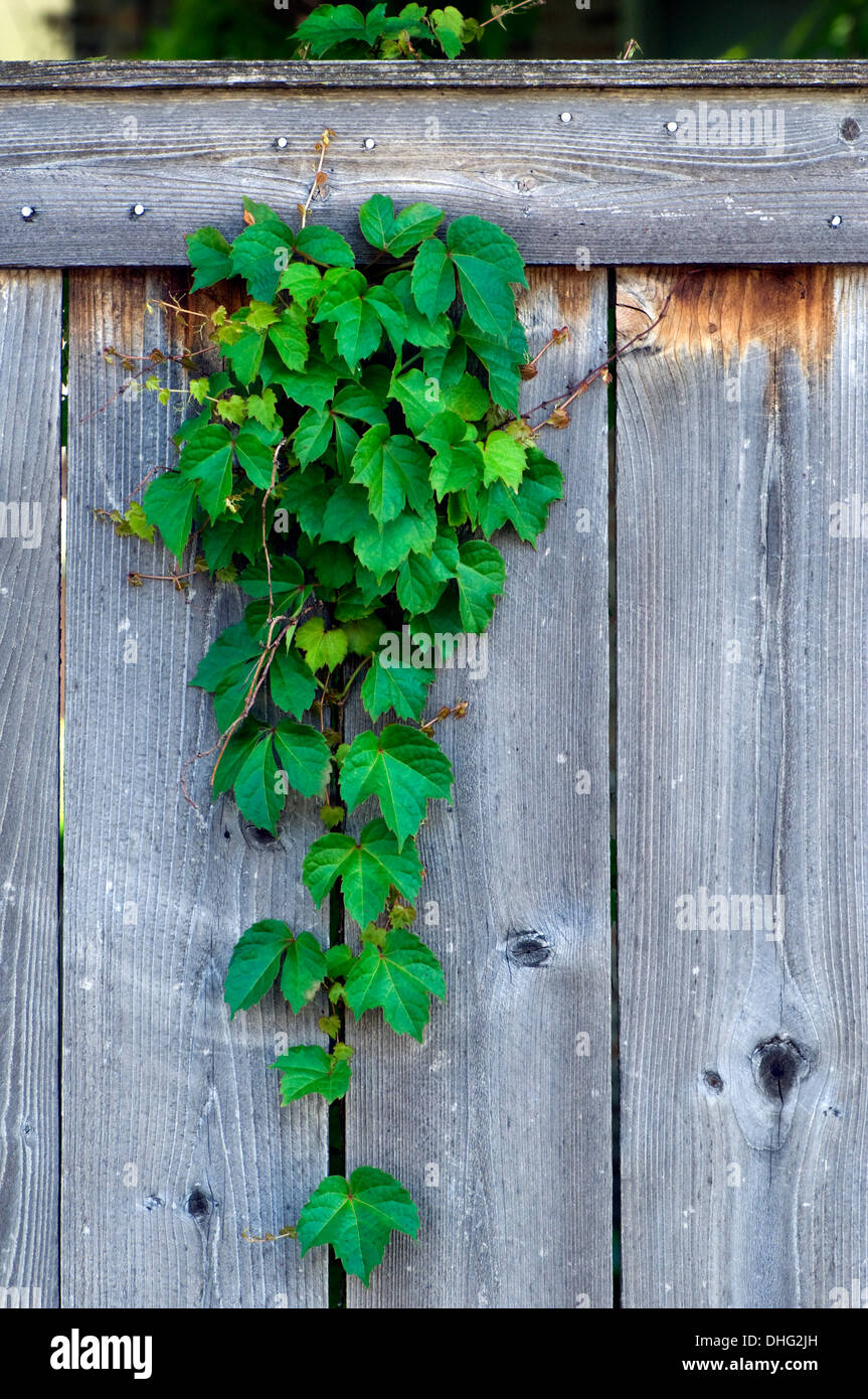 Green Ivy growing on a wooden fence Stock Photo - Alamy