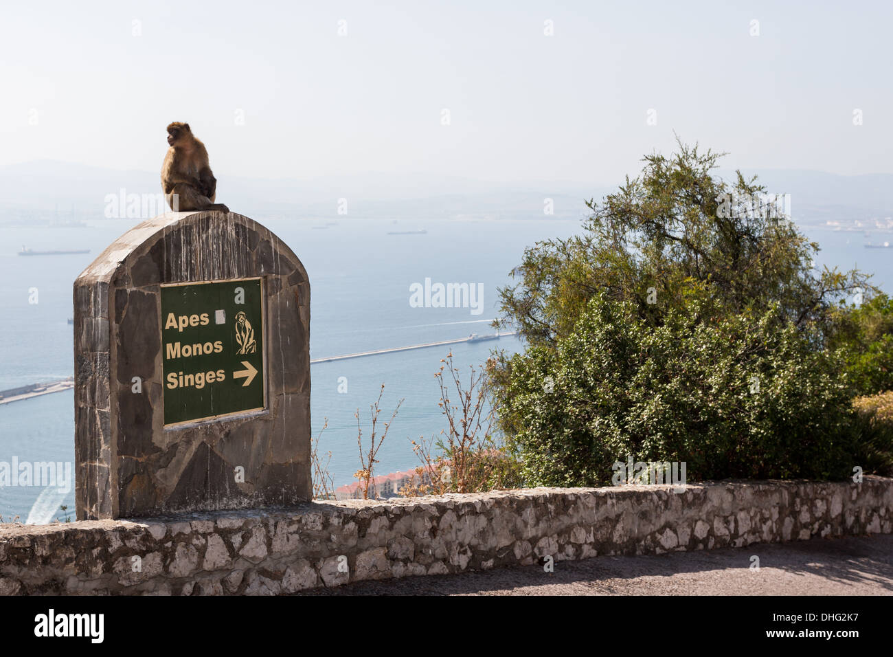 Barbary macaque in Gibraltar Stock Photo