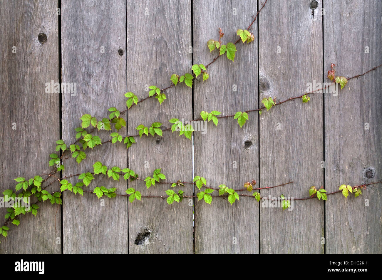 Ivy climbing up fence hi-res stock photography and images - Alamy