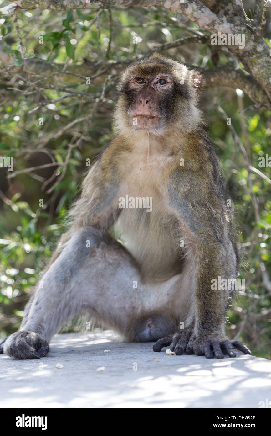 Barbary macaque in Gibraltar Stock Photo