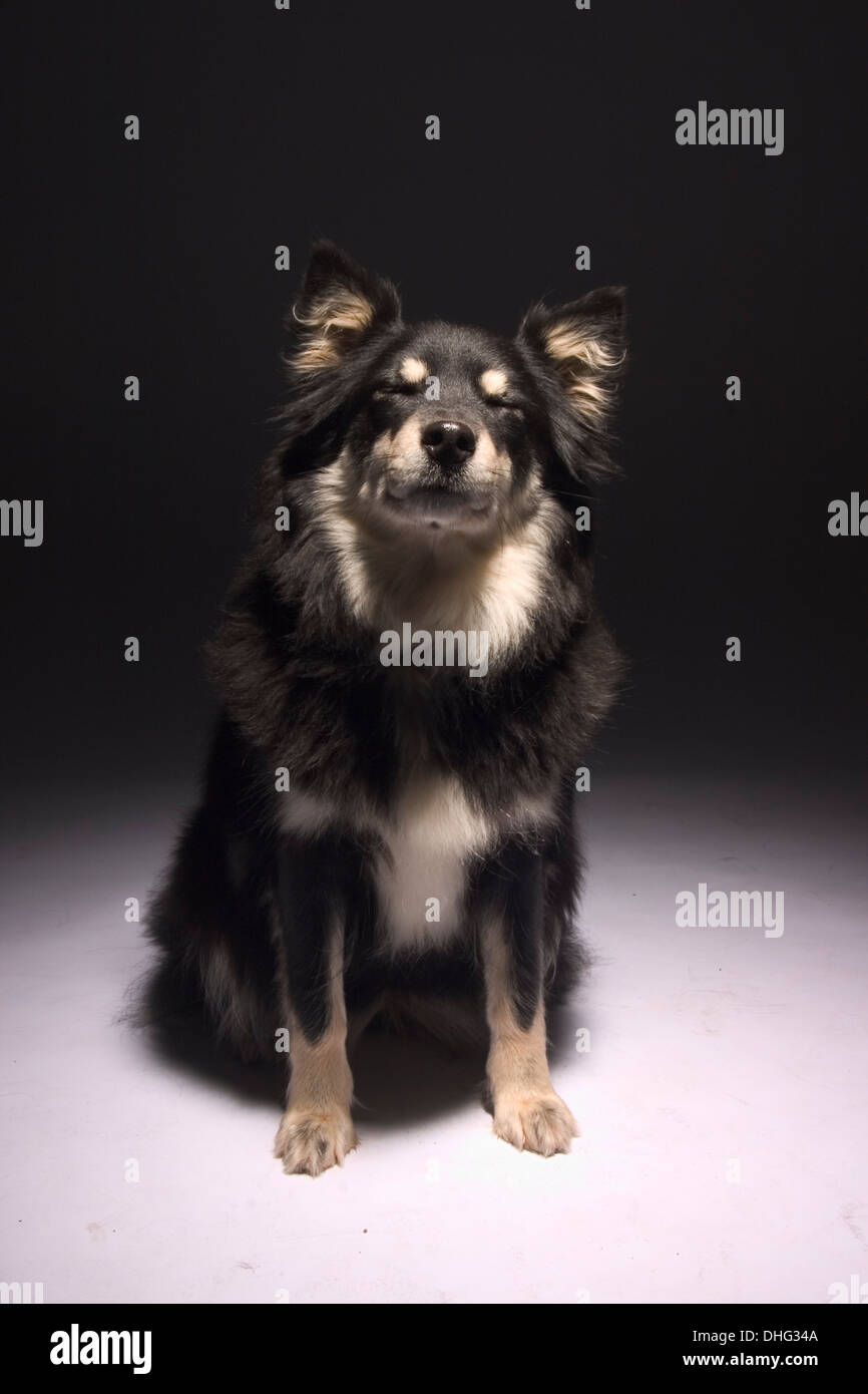 Tricolour Finnish Lapphund Dog, Sitting Eyes Closed In The Studio Stock 