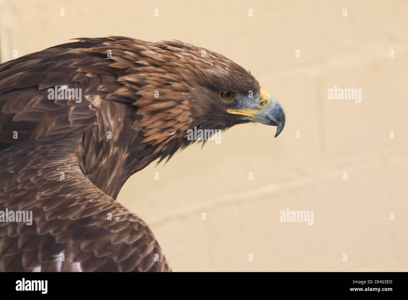 Golden Eagle (Aquila chrysaetos) in Captivity - Cornish Bird of Prey Centre. Stock Photo
