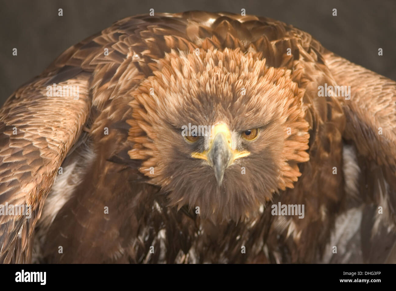 Golden Eagle (Aquila chrysaetos) in Captivity - Cornish Bird of Prey Centre inquisitively staring into the camera. Stock Photo
