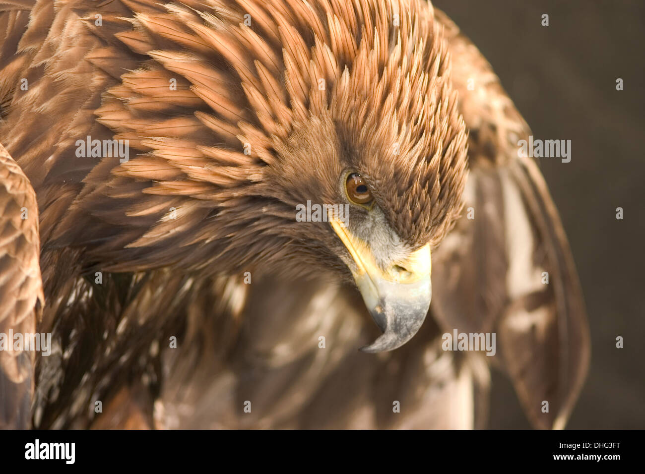 Golden Eagle (Aquila chrysaetos) in Captivity - Cornish Bird of Prey Centre. Stock Photo