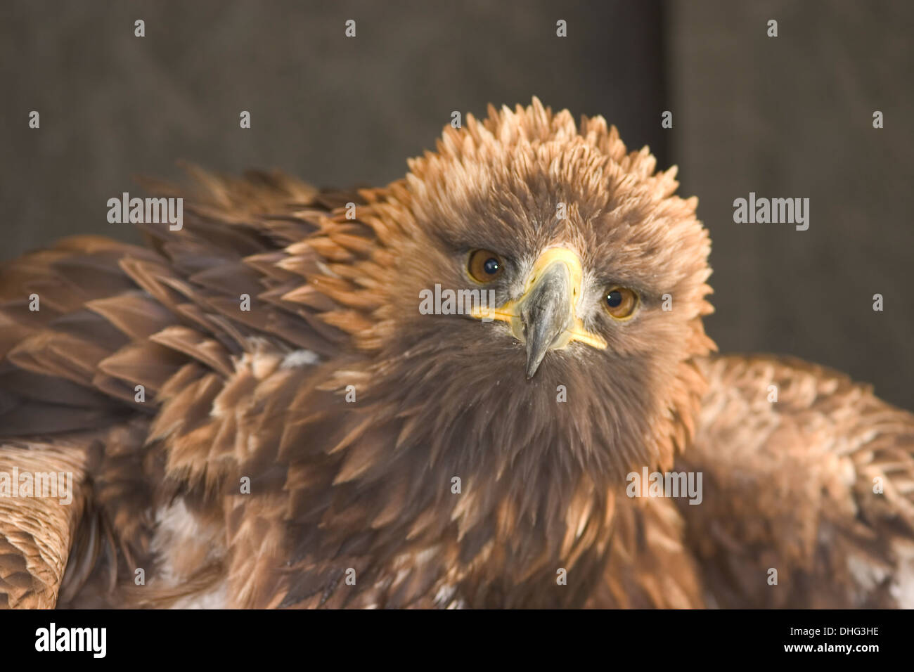 Birds of Prey - The Cornish Birds of Prey Centre