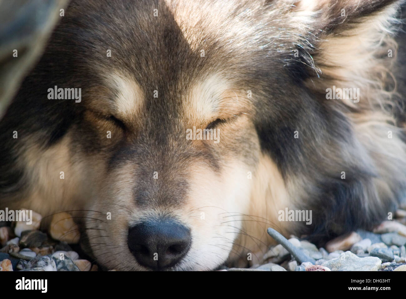 Portrait of Finnish Lapphund Dog sleeping on Castle Beach Falmouth Stock Photo