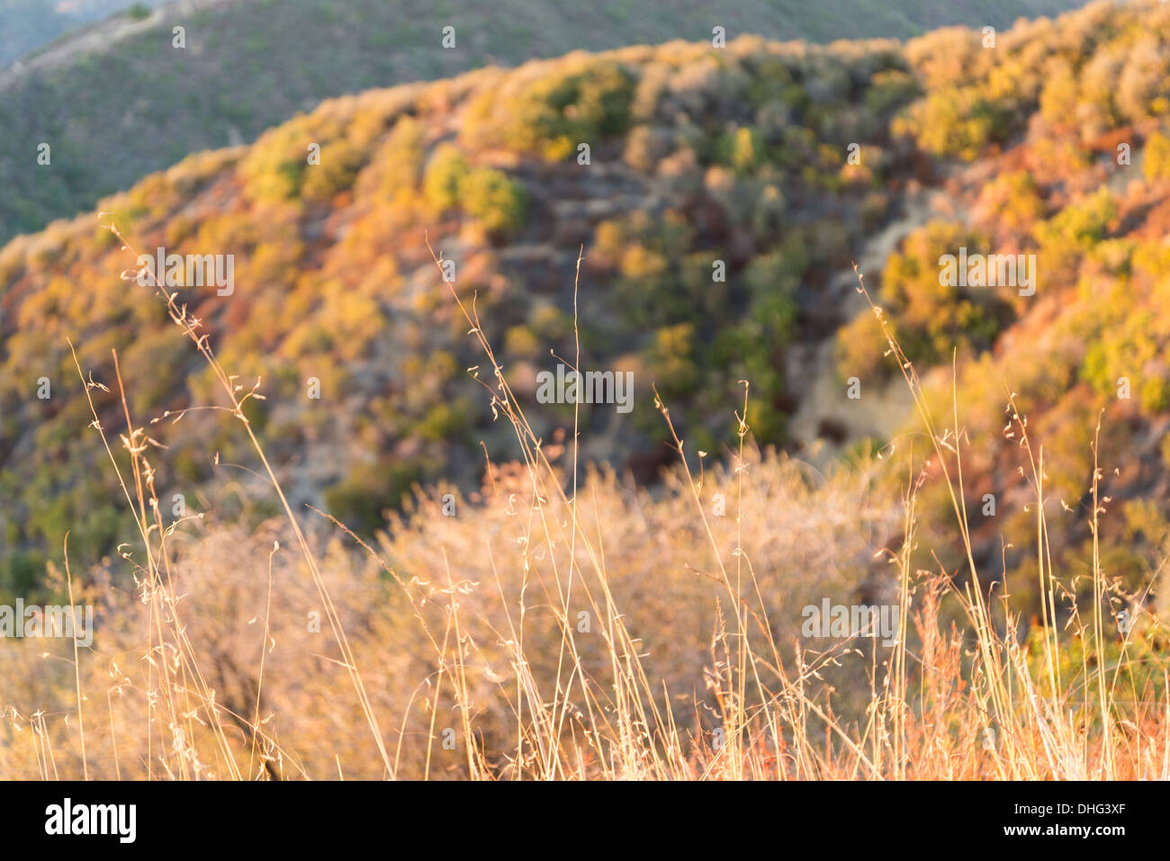 Sunset view of tall grasses in the Santa Monica Mountains. Stock Photo