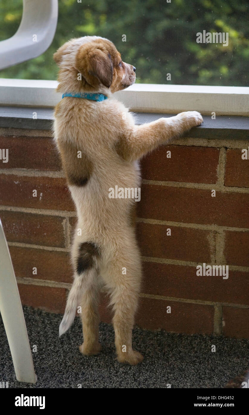 Will My Dog Jump Out The Window