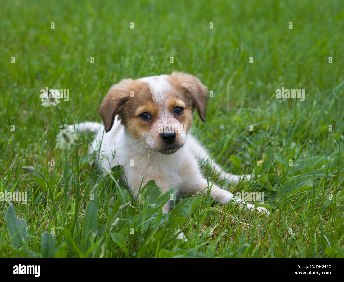 11 week old mixed breed puppy lying in the grass with clover. Photo by ...