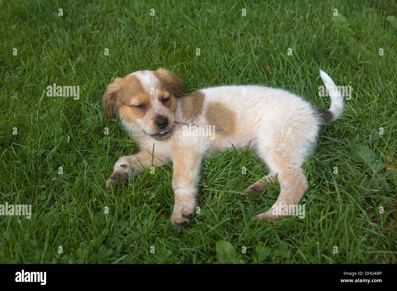 11 week old mixed breed puppy laying in the grass Stock Photo - Alamy