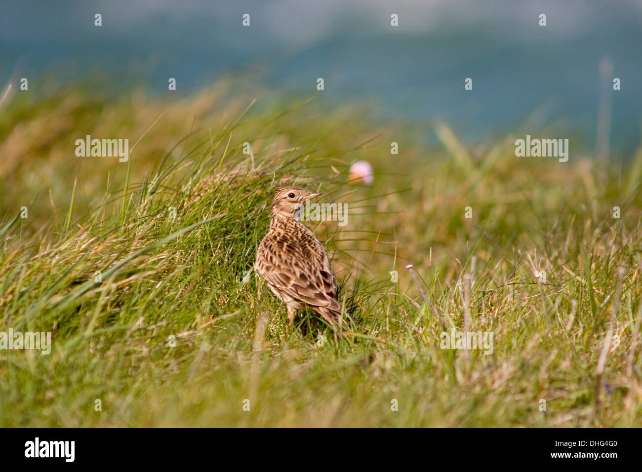 Eurasian Skylark Alauda arvensis in the grass Stock Photo