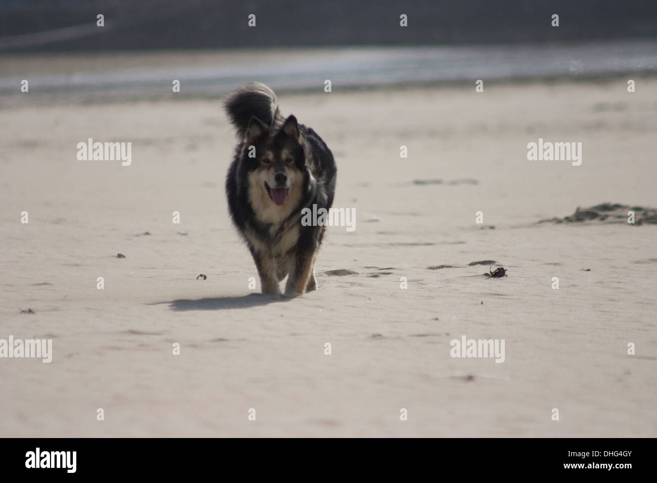Finnish Lapphund Dog running on Perranporth Beach Stock Photo