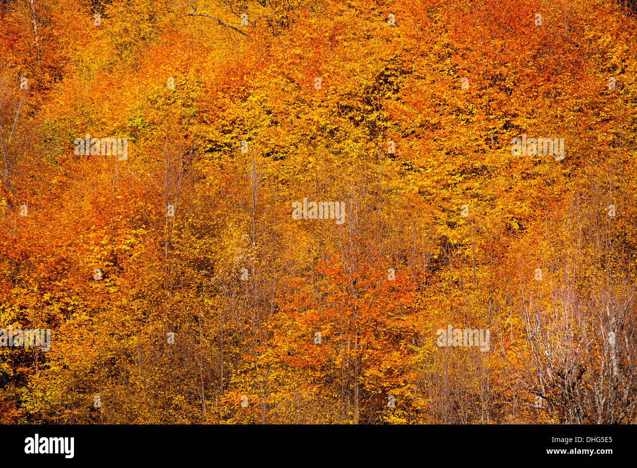 An autumn colorful forest on a sunny day Stock Photo - Alamy