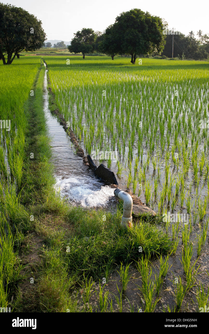 Pumped Water Irrigating rice paddy fields. Andhra Pradesh, India Stock Photo