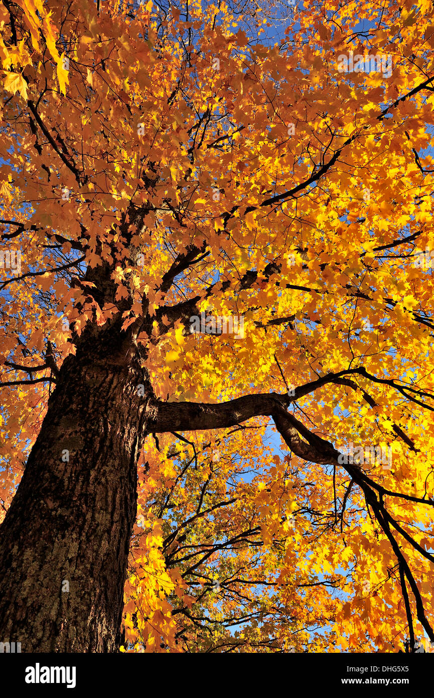 A looking up through the branches view of a maple tree Stock Photo - Alamy