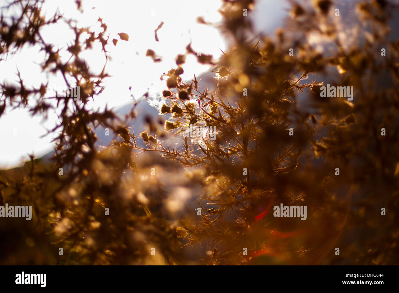 Close up photo of dry flowers in autumn with sun glare. Stock Photo