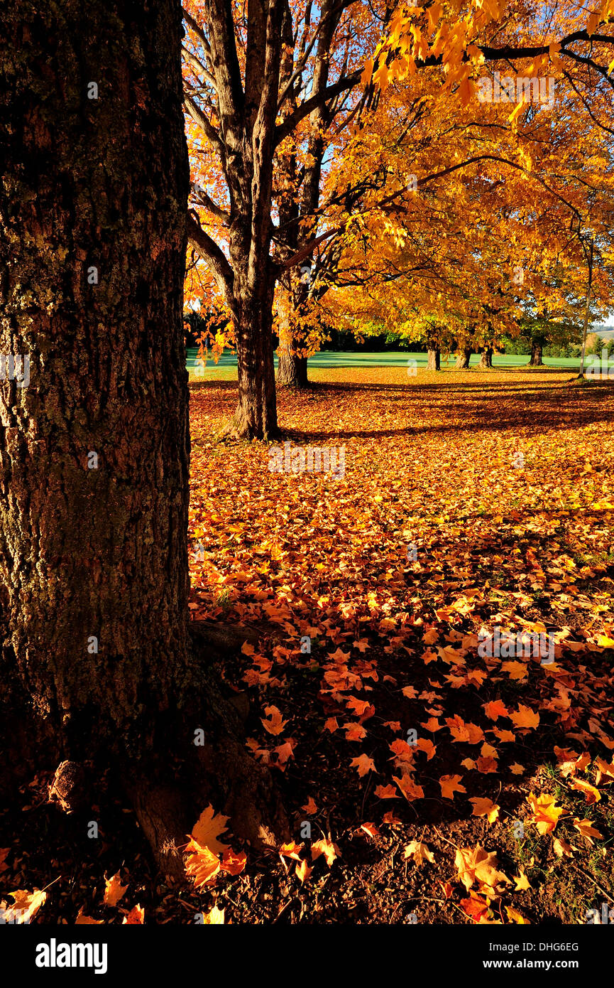 Maple tree trunks with fallen maple leaves carpeting the green grass Stock Photo