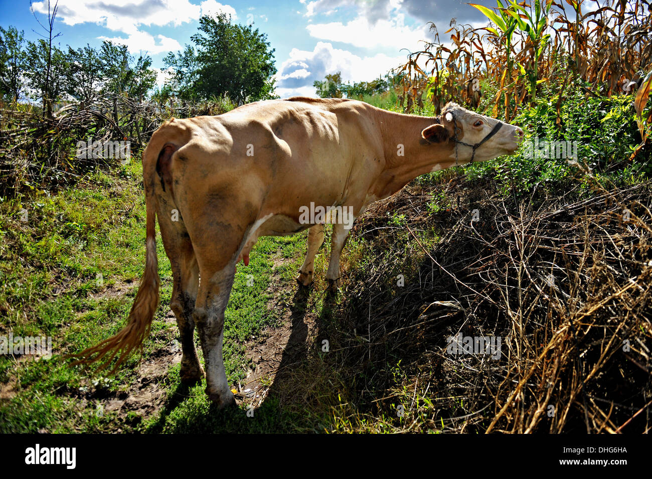 Countryside scene with a dairy cow eating grass Stock Photo
