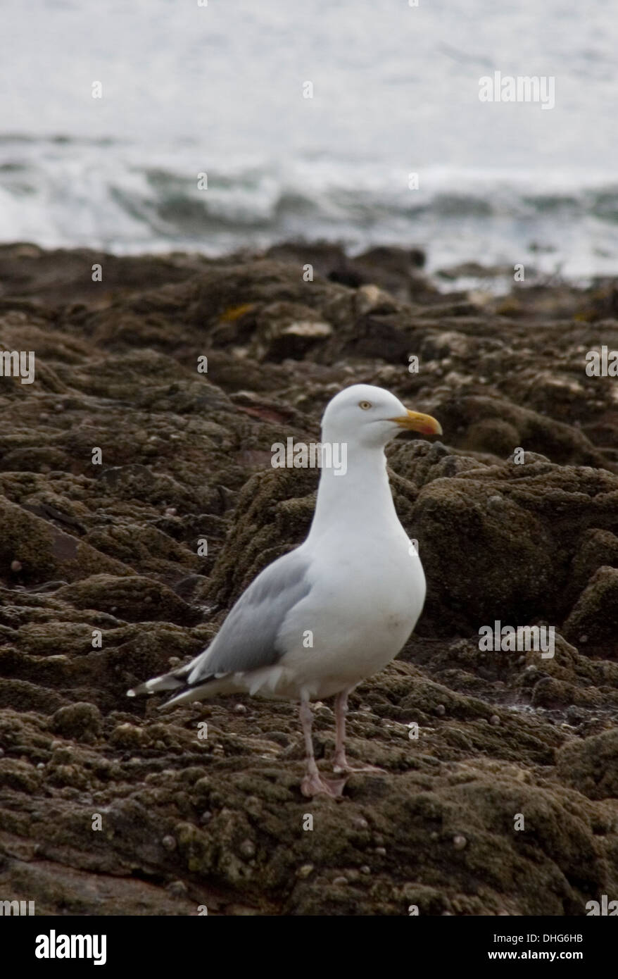 San diego gulls hi-res stock photography and images - Alamy