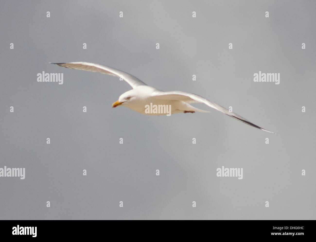 Herring Gull, Larus argentatus, flying in the sky Stock Photo