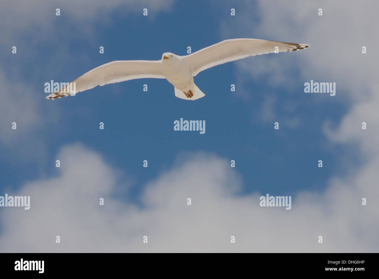 Herring Gull, Larus argentatus flying in the sky Stock Photo