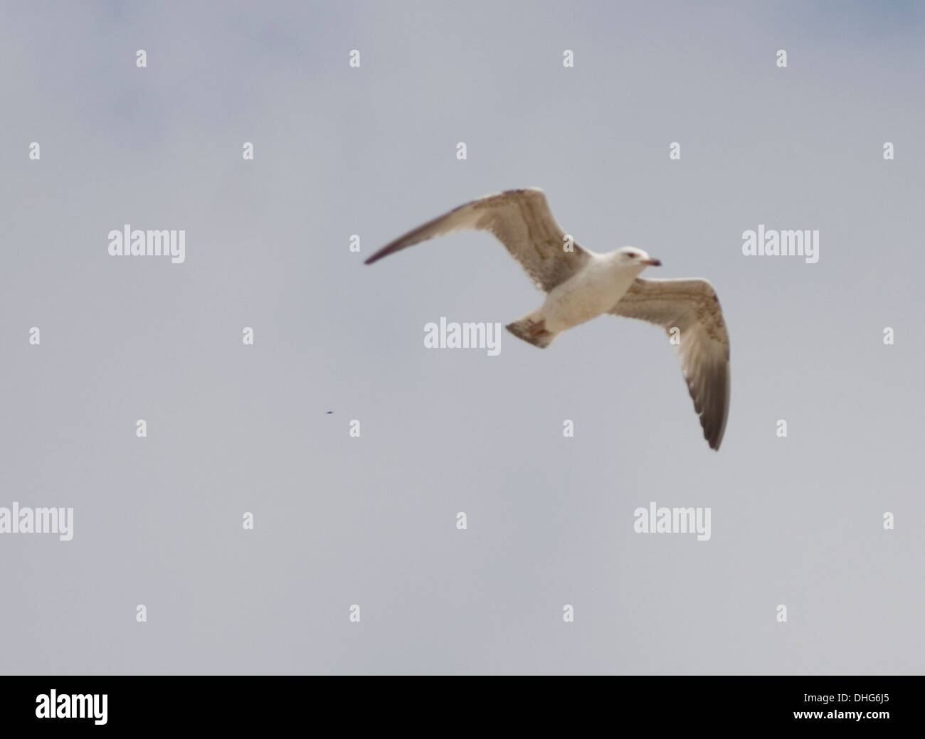 Herring Gull  Larus argentatus Stock Photo