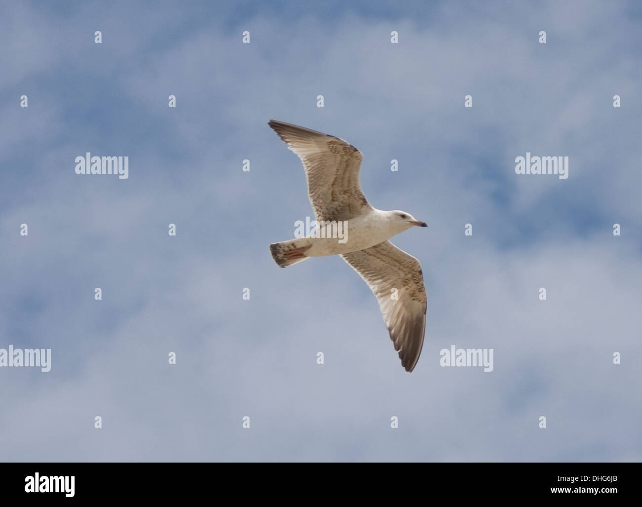 Herring Gull  Larus argentatus fling in the sky Stock Photo