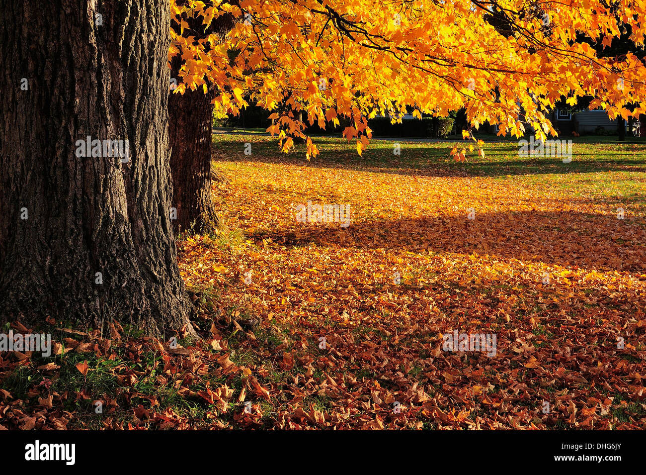 Maple tree trunks and lower branches with fallen maple leaves covering the ground. Stock Photo