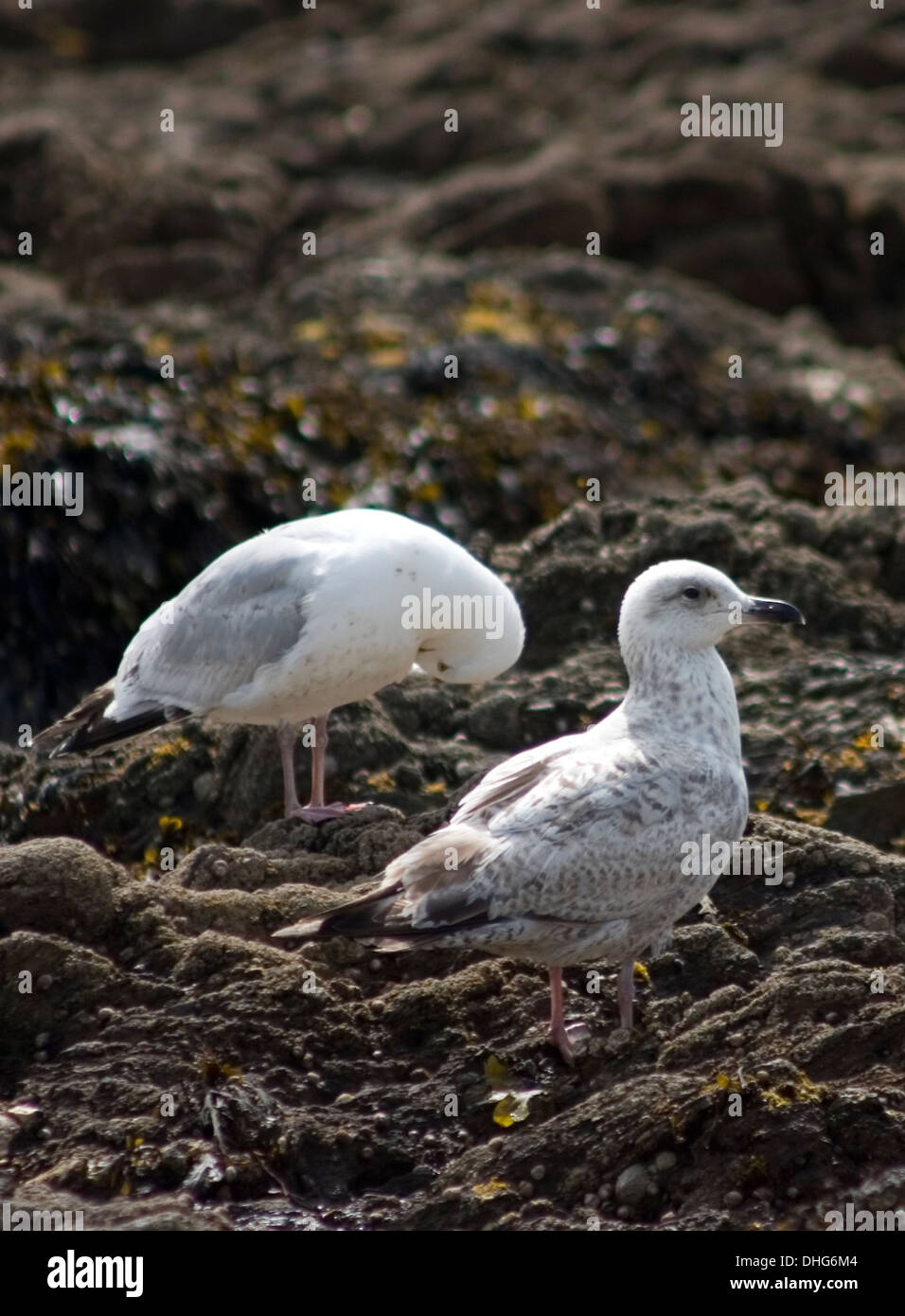 Herring Gull  Larus argentatus adult and youngster Stock Photo