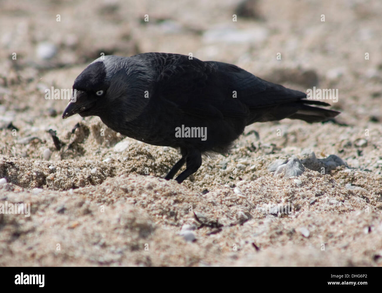 Jackdaw (Corvus monedula) on Gyllyngvase beach Falmouth, hopping around catching flies Stock Photo