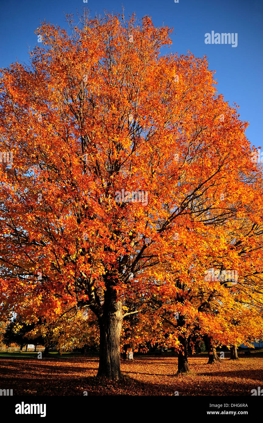 A line of mature maple trees with their leaves turning the vibrant