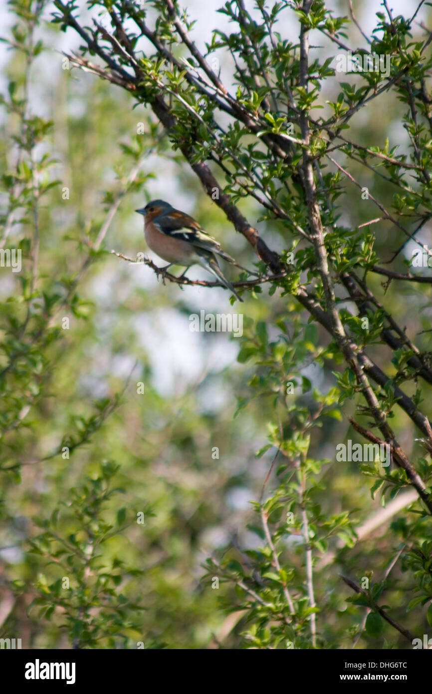 Common Chaffinch Fringilla coelebs sitting in a tree Stock Photo