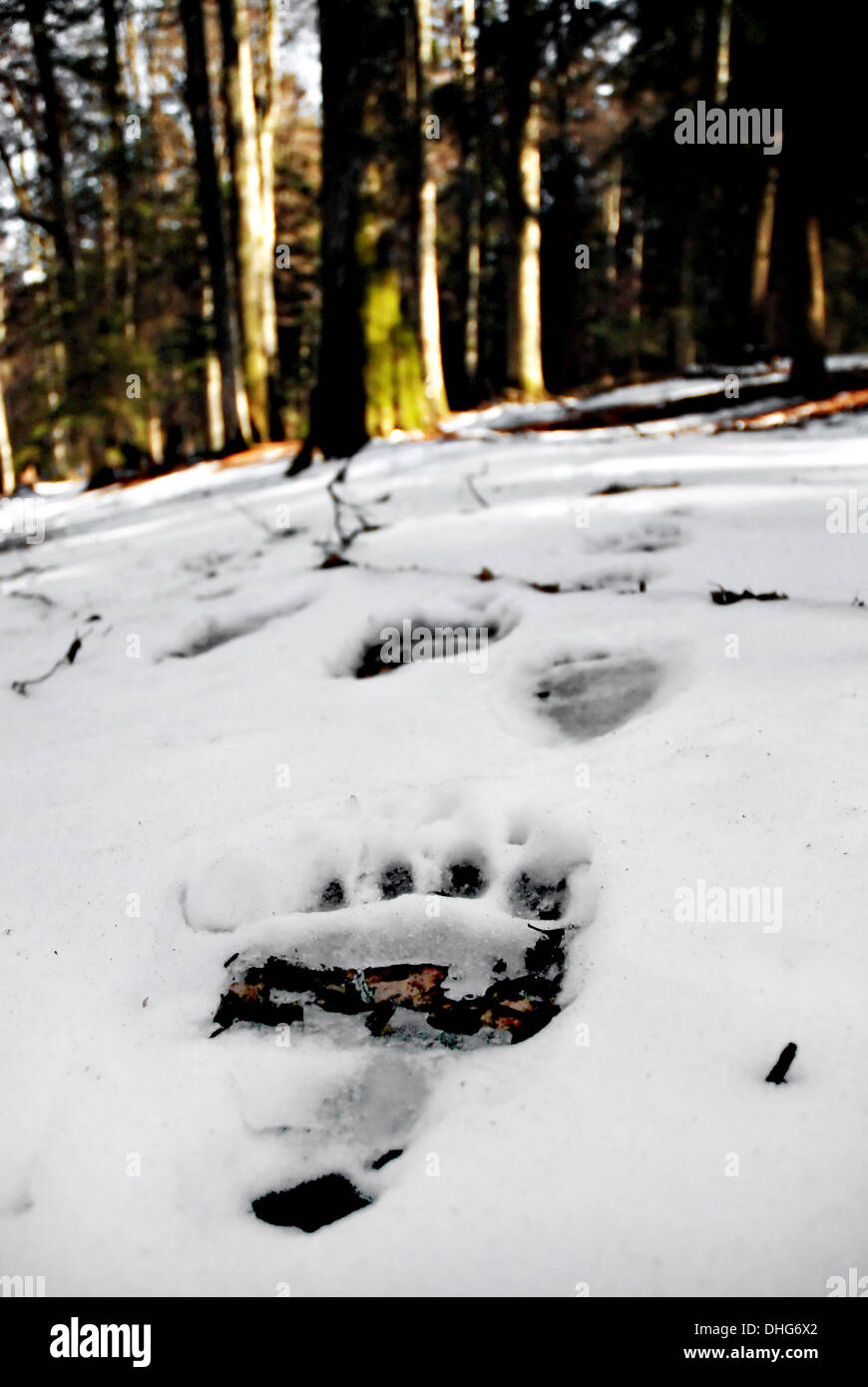 Big brown bear tracks in the snow Stock Photo