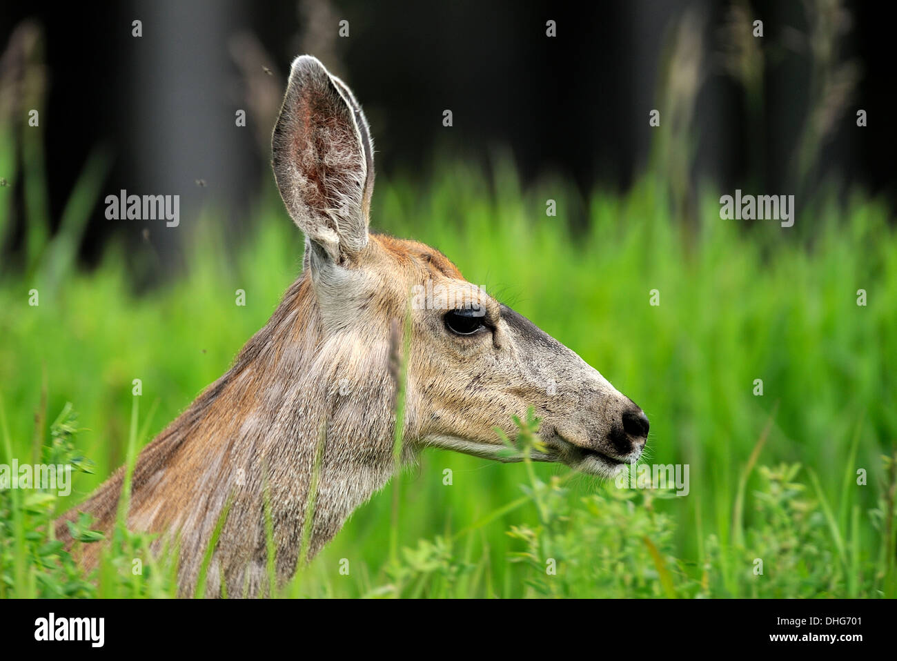 A close up side view of a female mule deer's face Stock Photo