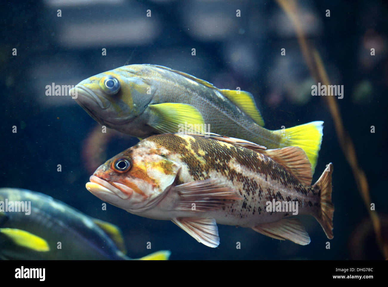 Canada, Vancouver, airport, aquarium, fish Stock Photo Alamy