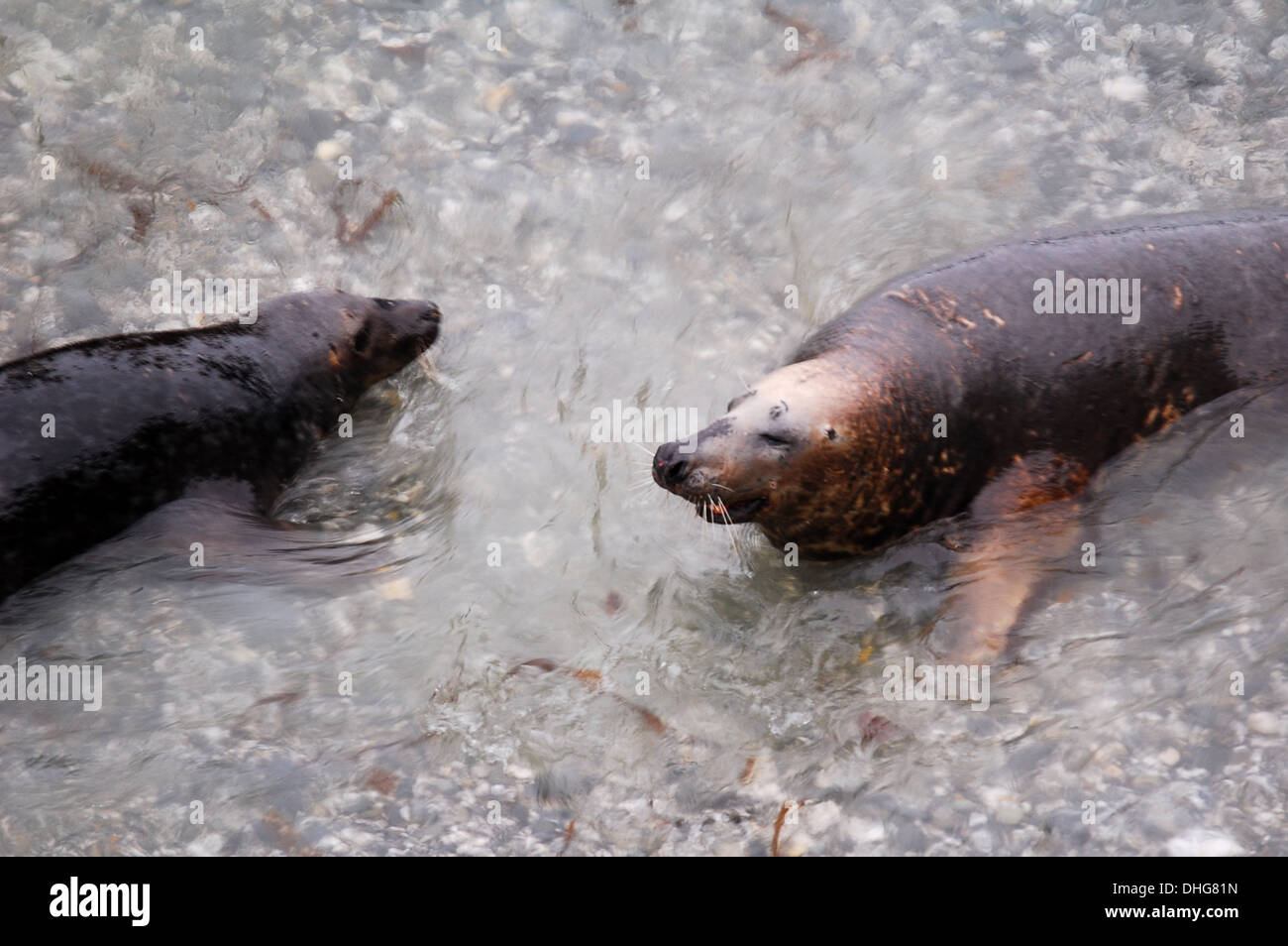Grey Seals (Halichoerus grypus) Stock Photo