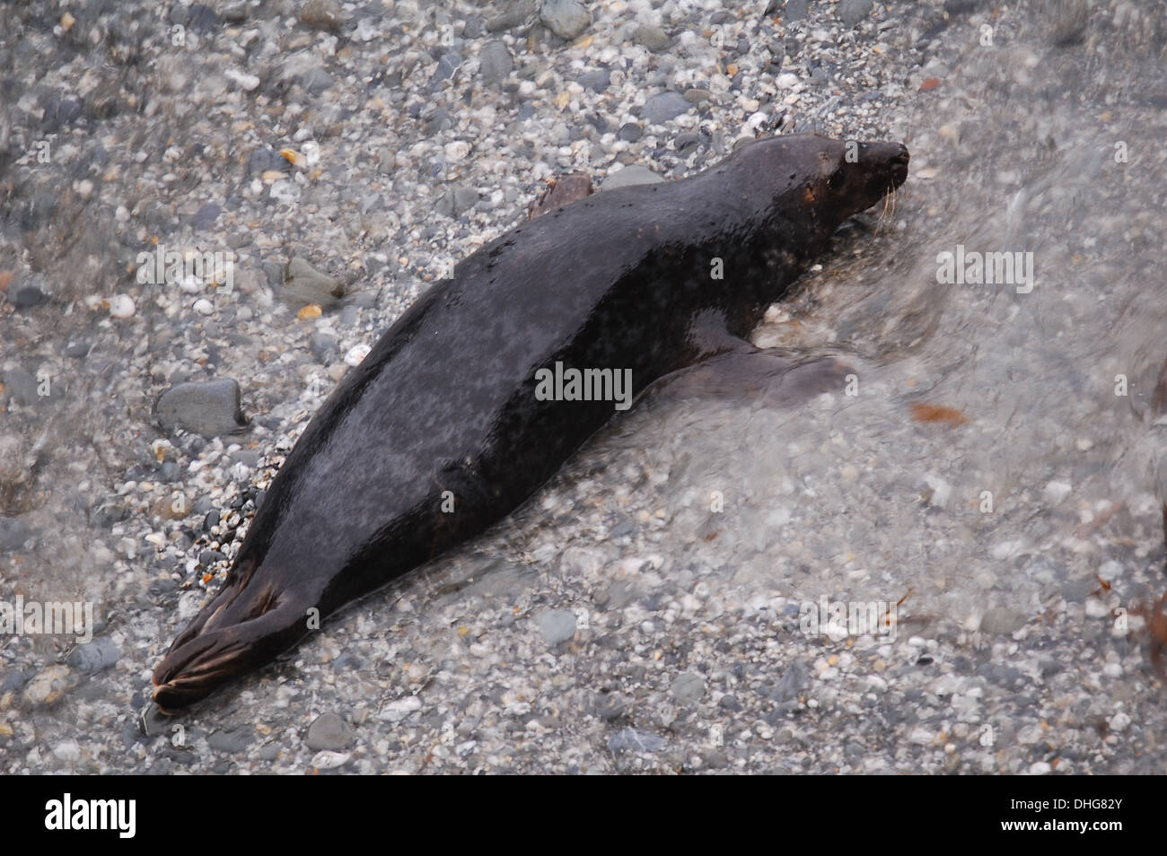 Grey Seal (Halichoerus grypus) returning from sea. Stock Photo