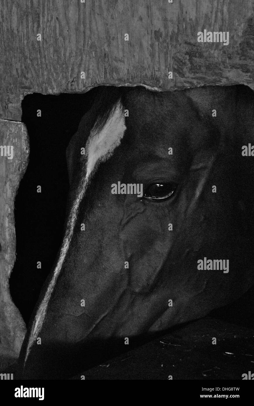 dark bay horse behind wall in black and white Stock Photo