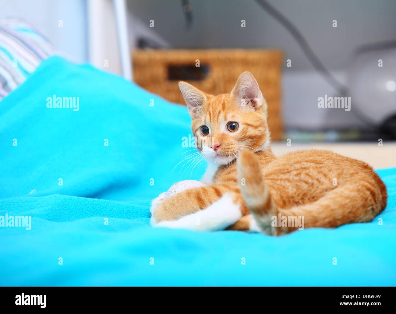 Animals at home. Red cute little baby cat pet kitten laying on bed