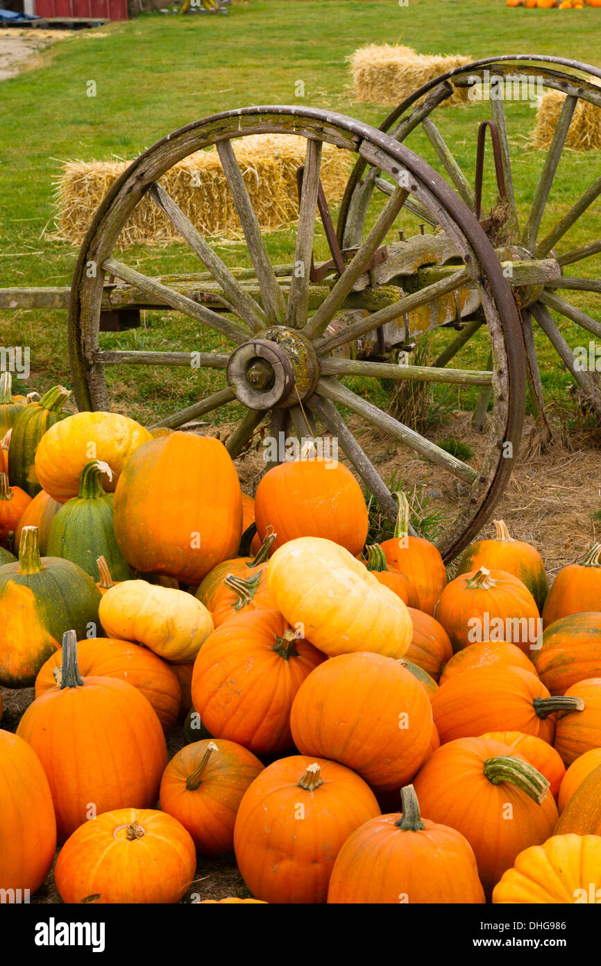 Pumpkin pile ready for purchase at the local farm Stock Photo