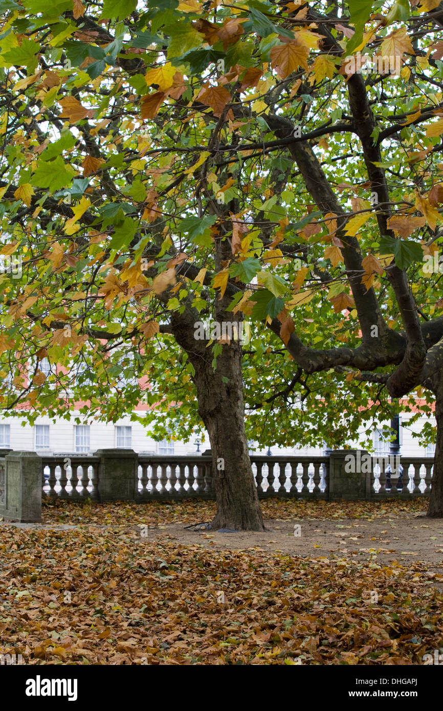 Autumn Leaves falling from a tree in London Stock Photo