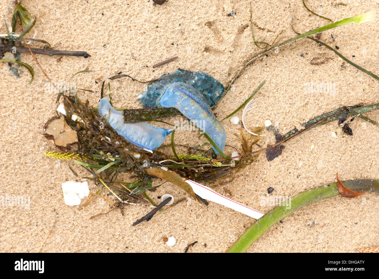 Seaweed and bluebottle jellyfish washed up on an Australian beach after a storm Stock Photo