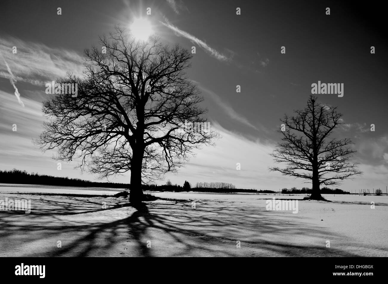 two oaks on winter field. Black and white landscape Stock Photo Alamy