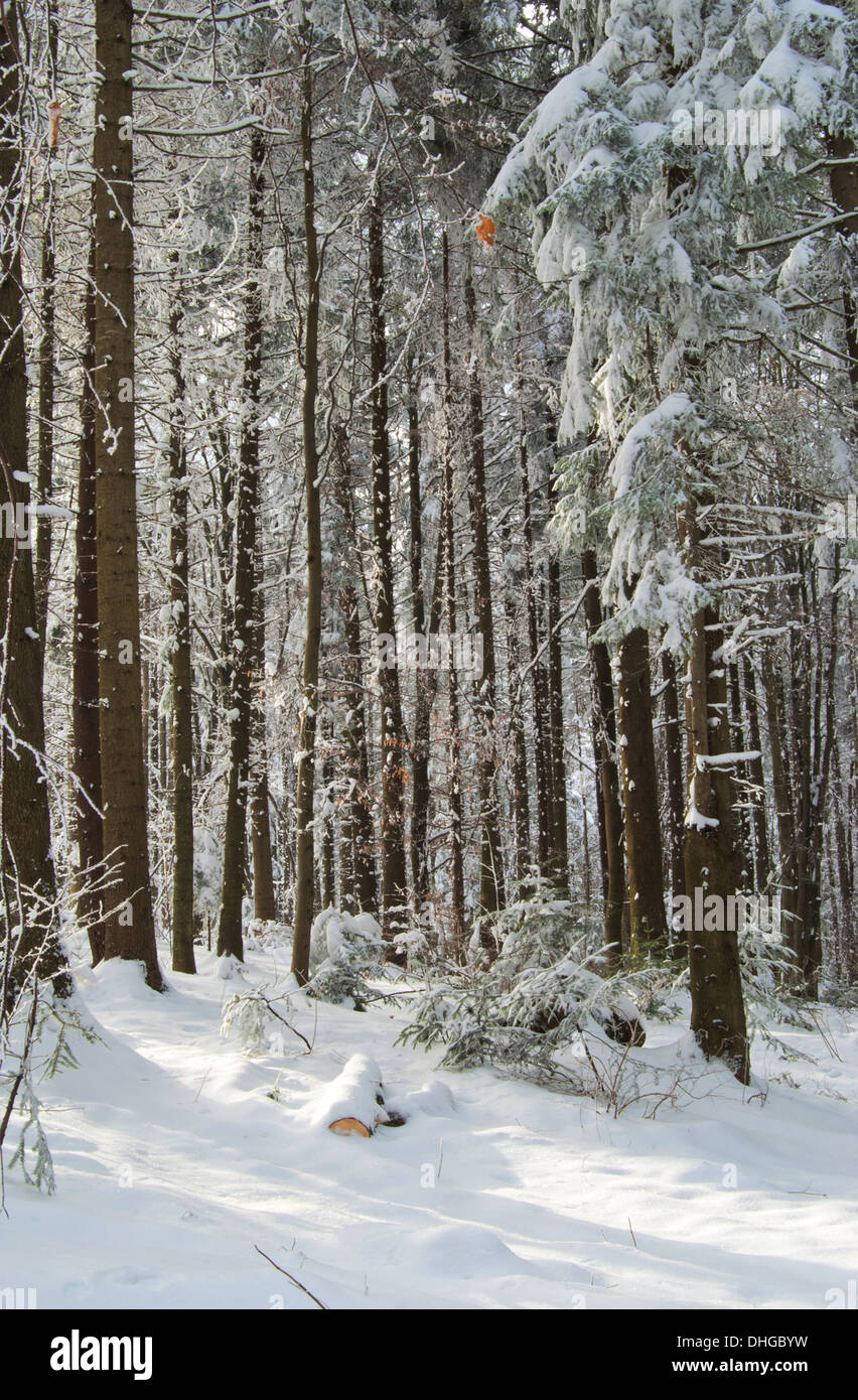 pinewood covered with snow Stock Photo
