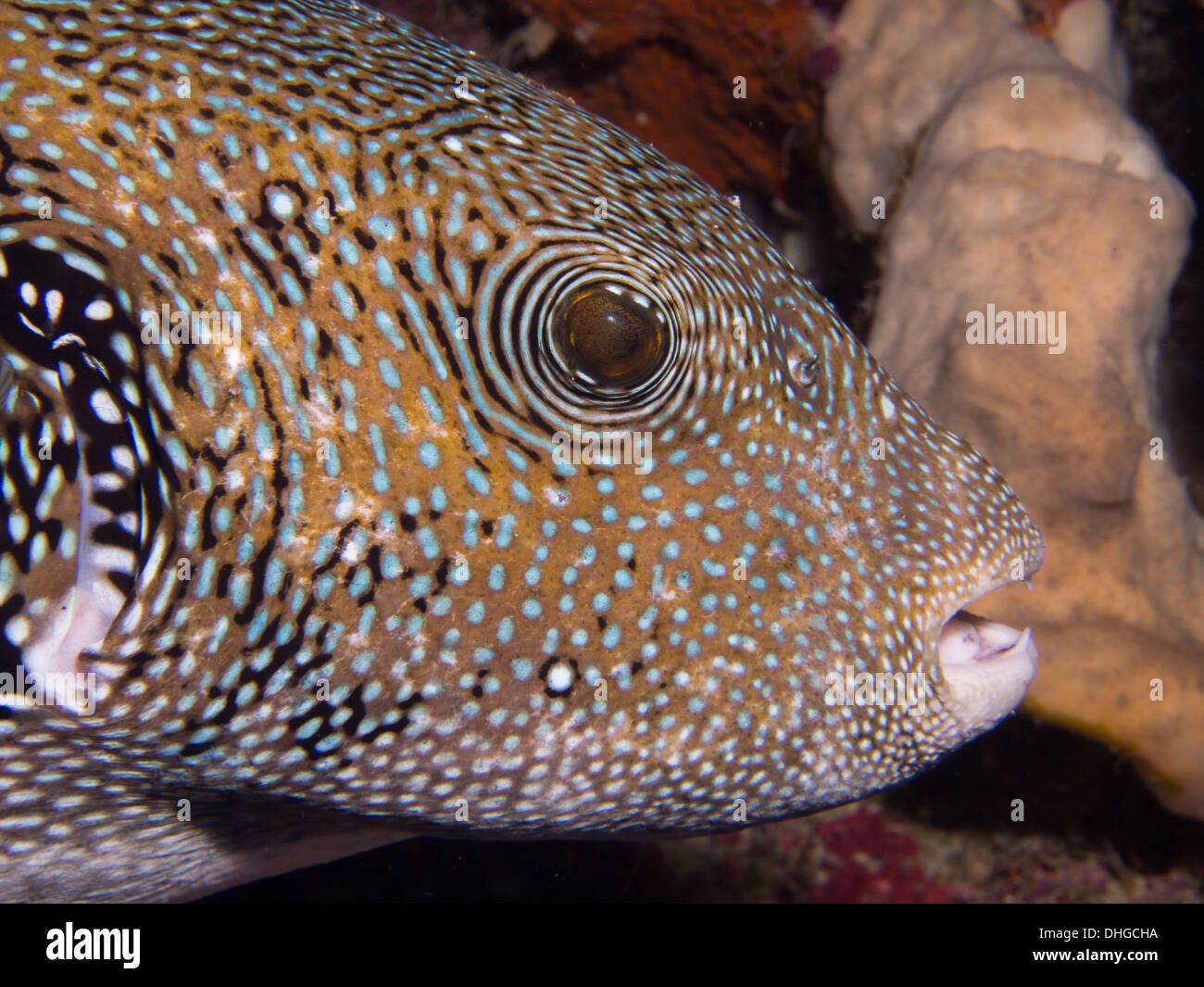 Close-up of a Blue Spotted Puffer fish Stock Photo