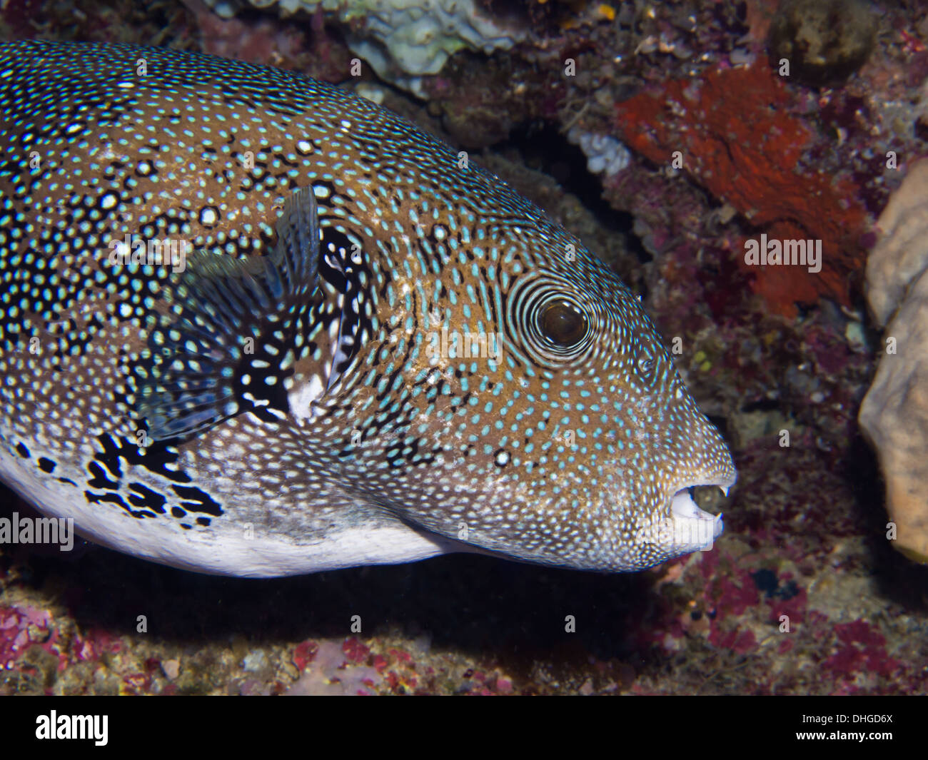 Close-up of a Blue Spotted Puffer fish Stock Photo