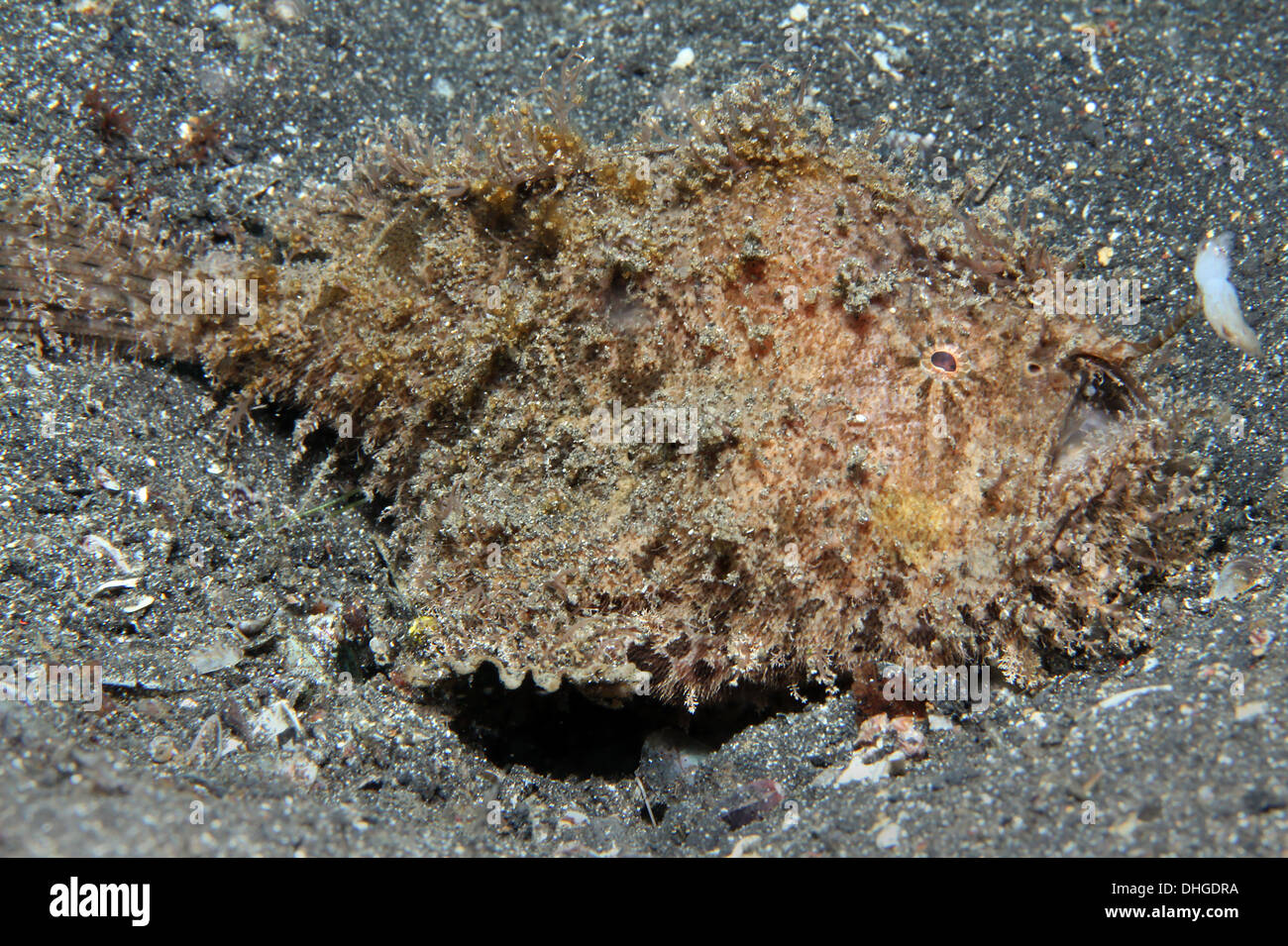 Shaggy Frogfish (Antennarius Hispidus), Lembeh Strait, Indonesia Stock Photo