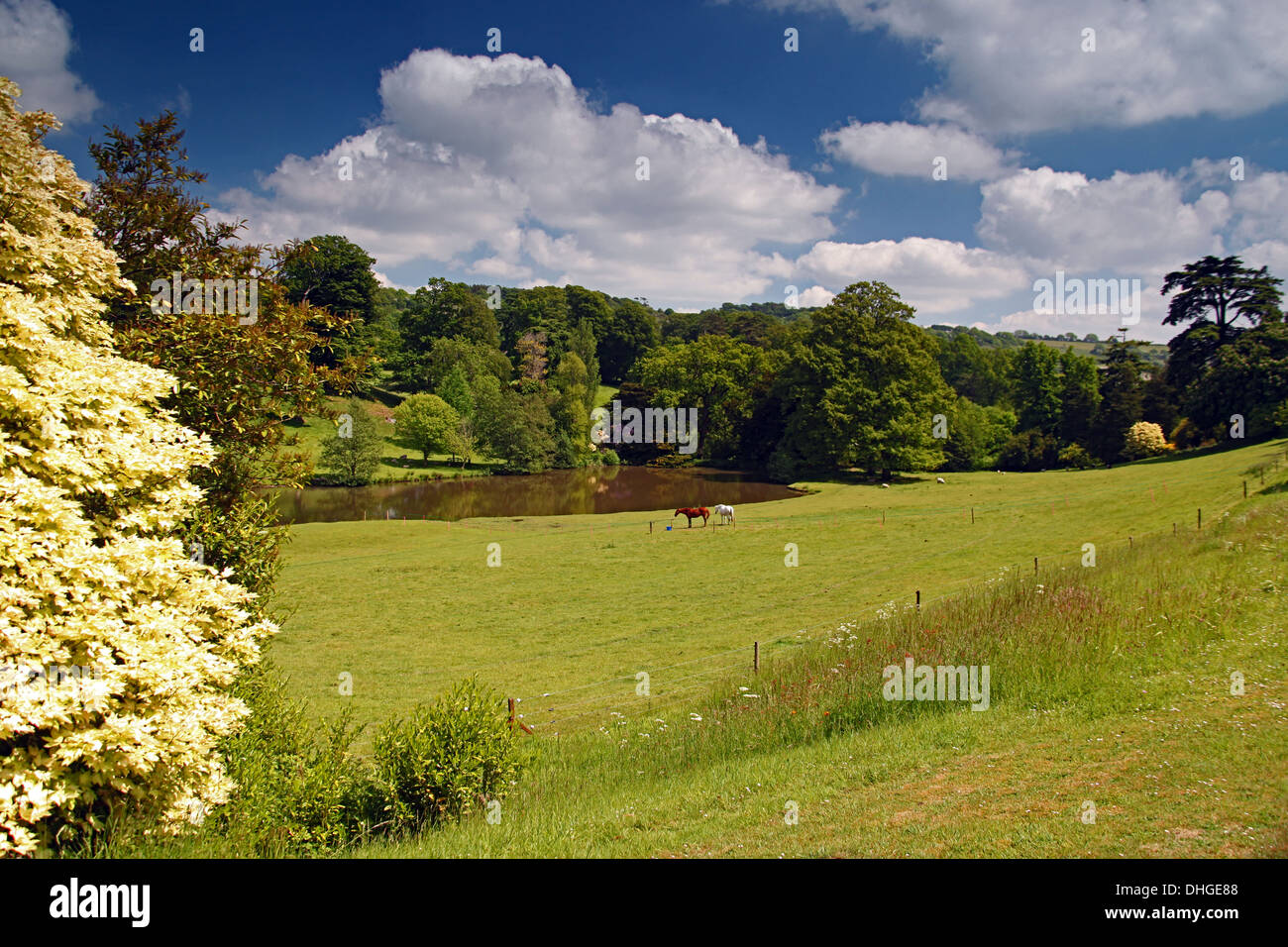 Chestnut and grey horses by the lake at Minterne House in Dorset, England, UK Stock Photo