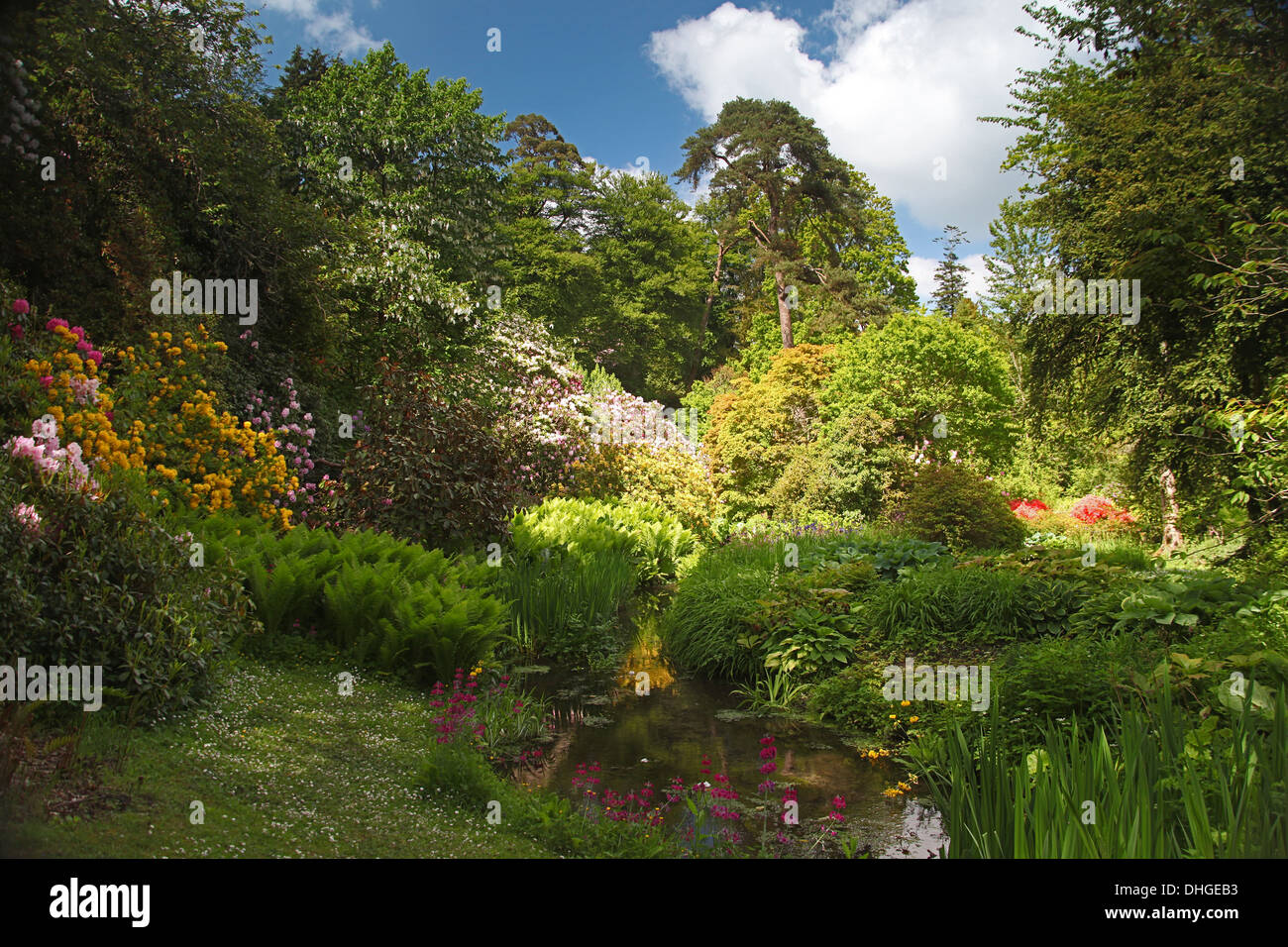 The woodland gardens surrounding Minterne House in Dorset, England, UK Stock Photo